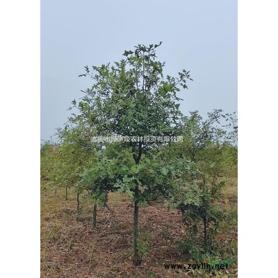 大量供應各種規(guī)格茶花，樹形好種類*。歡迎有意者咨詢。