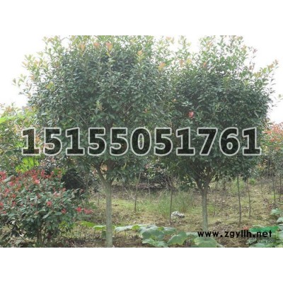 高桿紅葉石楠*新價(jià)格/高桿紅葉石楠報(bào)價(jià)