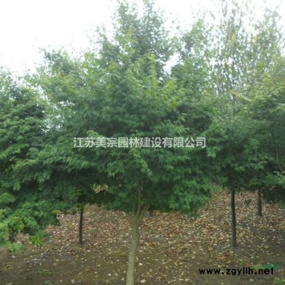 出售30-200公分冠幅金葉女貞球