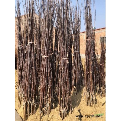哪里有金葉女貞球，山西金葉女貞球價格，山西特供