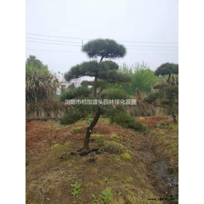 湖南地區(qū)大量供應(yīng)金葉女貞色塊小苗