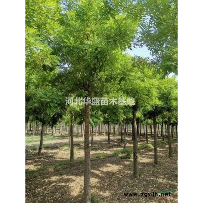 河北大葉黃楊供應 大葉黃楊種植基地 大葉黃楊批發