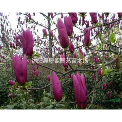 80-100公分火棘球價格