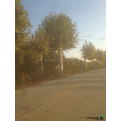 河南油茶花 南陽油茶樹哪里好/哪家便宜