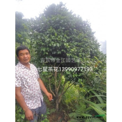 四川宜賓樸樹(shù)批發(fā)四川宜賓三角梅批發(fā)四川宜賓茶花批發(fā)宜賓桂花批