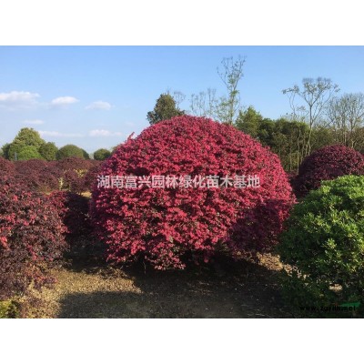 湖南茶花小苗價格，30cm茶花報價，120厘米茶花苗市場價格