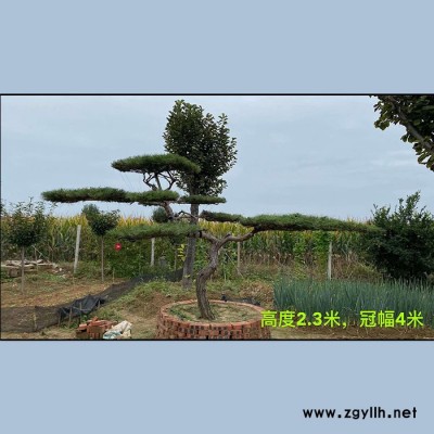 基地培育 造型松 造型油松 白皮松  造型黑松 造型景松 規格多樣