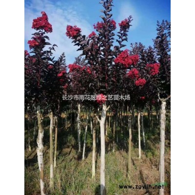 金森女貞地苗 杯苗   毛球  精品球規格* 價格合理