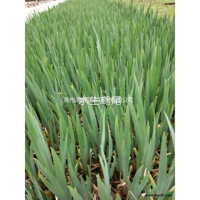山東青州大葉黃楊介紹/特征/用途