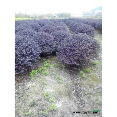 茶花*新報價/茶花圖片