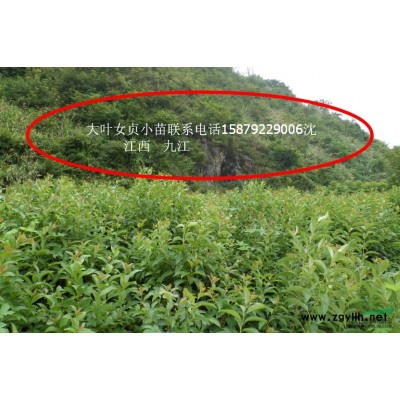 江西茶花 江西茶花價格 九江茶花基地哪里好/哪家便宜