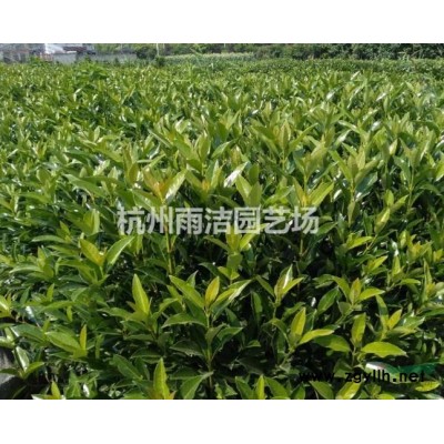 退林還耕 土地征用 低價處理金森女貞毛球 大葉黃楊毛球 海桐毛球 南天竹大杯