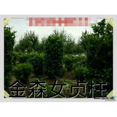 金森女貞柱,浙江金森女貞低價(jià)供應(yīng),金森女貞規(guī)格*