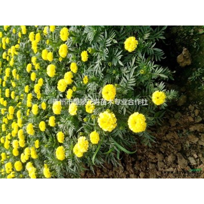 大葉黃楊自產自銷 大葉黃楊批發價格 大葉黃楊種植基地