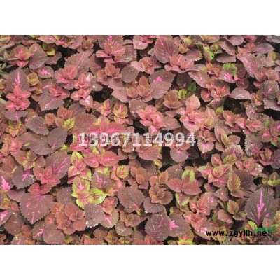 浙江[產品]/浙江小丑火棘5加侖 小丑火棘2加侖價格/報價