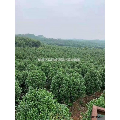 優質特價江西九江大量茶花產地直銷