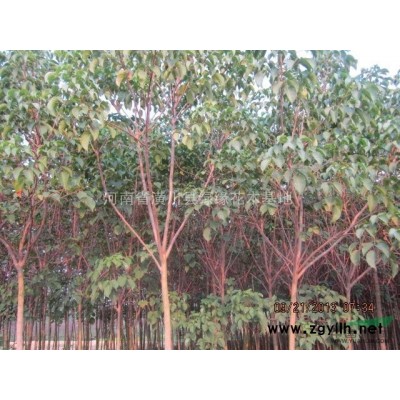 湖南茶花精品，浙江供應茶花，樹形好桂花、信陽供應桂花
