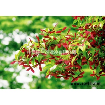 大量冠幅1.5-200米的紅露珍茶花50000棵低價便宜促銷