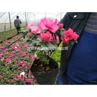 1.2米茶花花瓶*新價格，植物造型基地茶花1.2米花瓶多少錢