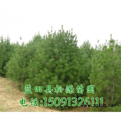 1.5米白皮松--藍田松源苗圃 藍田白皮松 綠化苗圃 **白皮松廠家
