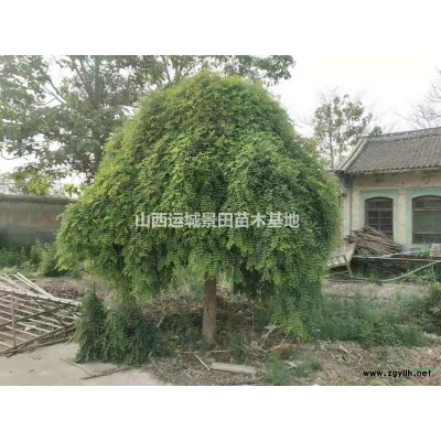 80公分金葉女貞球價格_80公分金葉女貞求價格供應_山西女貞