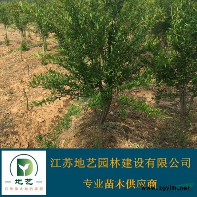 地藝苗圃大量供應(yīng)金森女貞杯苗 金森女貞大基地 金森女貞價(jià)格