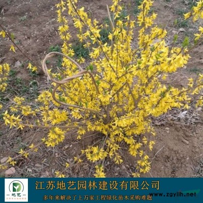 大葉黃楊球價(jià)格、大葉黃楊球圖片、大葉黃楊球種植基地