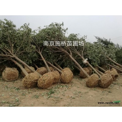 南京大葉黃楊球 海桐球基地信息