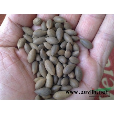 精品優質茶花米徑1 2 3 4 5 6公分產地直銷 實惠優惠