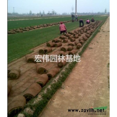 陜西周至金葉女貞
