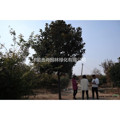 沭陽大葉黃楊球基地 冬青球 冬青小苗多少錢一株價格表圖片