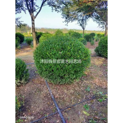 大葉黃楊球2報價/江蘇大葉黃楊球2報價