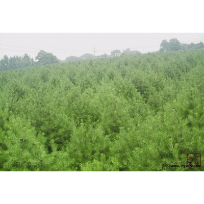 江蘇火棘苗火棘床苗分載苗綠化苗木