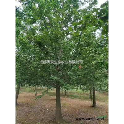 成都那里茶花樹(shù)茶花球價(jià)格低便宜1米3米