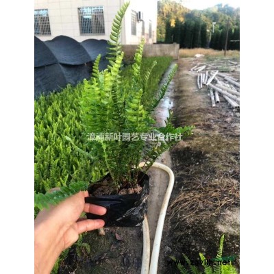 高20-100公分勒杜鵑 0.7-110元 福建三角梅價(jià)格 圖片/高20-100公分勒杜鵑 0.7-110元 福建三角梅價(jià)格 報(bào)價(jià)