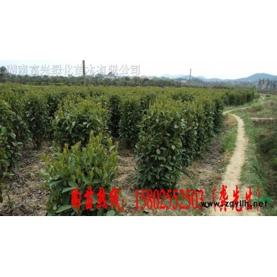 湖南金邊黃楊球，150厘米金邊黃楊球價格，湖南金邊黃楊球直銷