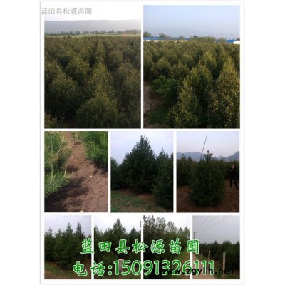 **白皮松|3米白皮松|4米白皮松|5米白皮松-藍田縣松源白皮松苗圃