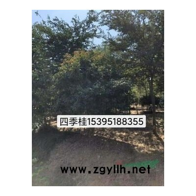 金邊黃楊球 紅葉石楠球  紅花繼木球 海桐球 梔子花球