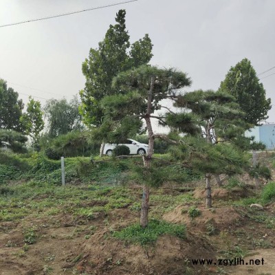 基地直銷 造型黑松 規格齊全 造型優美油松 景觀松 白皮松