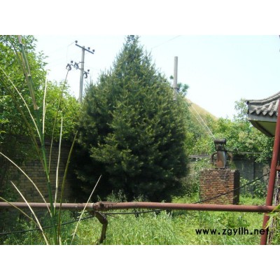 1.5米白皮松 藍田松源白皮松-白皮松 白皮松種植基地 量大從優 歡迎訂購