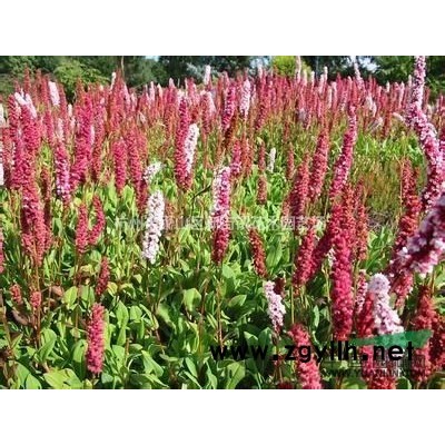 杜鵑花盆栽 室內觀花植物杜鵑映山紅 可地栽綠植盆景帶花苞