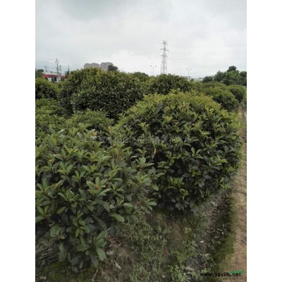 寧波地區常年供應毛娟，杜鵑，春娟，夏娟，白色杜鵑