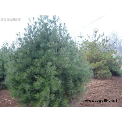 藍田松源苗圃白皮松 白皮松種植基地 量大從優 歡迎訂購 藍田白皮松