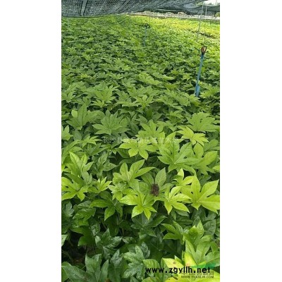 工程色塊苗：紅繼木，紅葉石楠，金葉女貞，杜鵑，月季，金邊黃楊