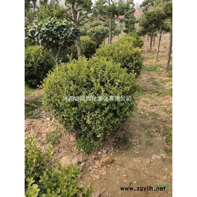 批發(fā)春鵑，夏鵑，紫鵑，毛鵑， 杜鵑，品種*