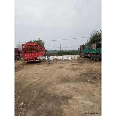 九江色塊杜鵑苗行情報(bào)價(jià)/九江色塊杜鵑苗圖片展示