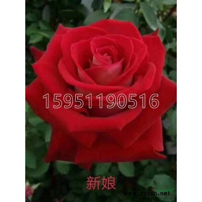 黃杜鵑批發(fā)價格便宜 江蘇黃杜鵑批發(fā) 江蘇映山紅