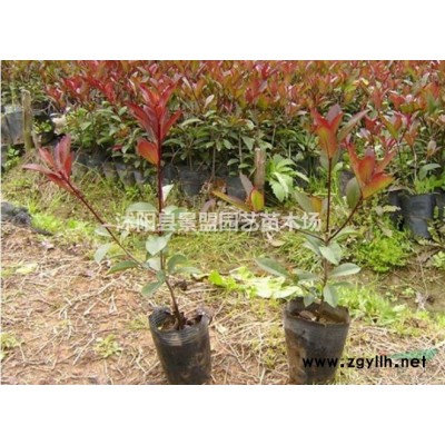 春鵑和毛杜鵑的區別是什么？