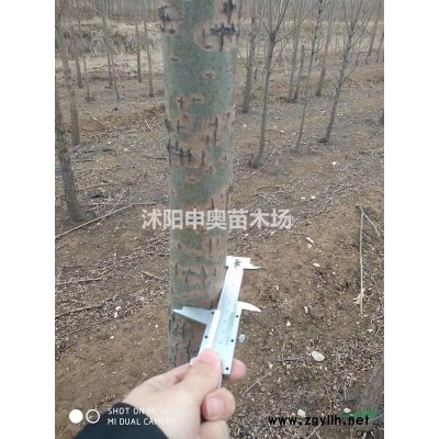紅葉小檗苗、瓜子黃楊苗 、小葉女貞苗 、冬青苗 、衛(wèi)矛小苗