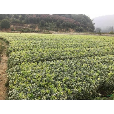海桐球基地直銷，精品海桐球報(bào)價(jià)，1.5米海桐球價(jià)格